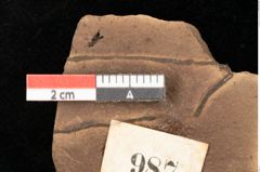 Foto (Detailsansicht) von Fagus feroniae Unger (NHMW-GEO-2024-0188-0987)